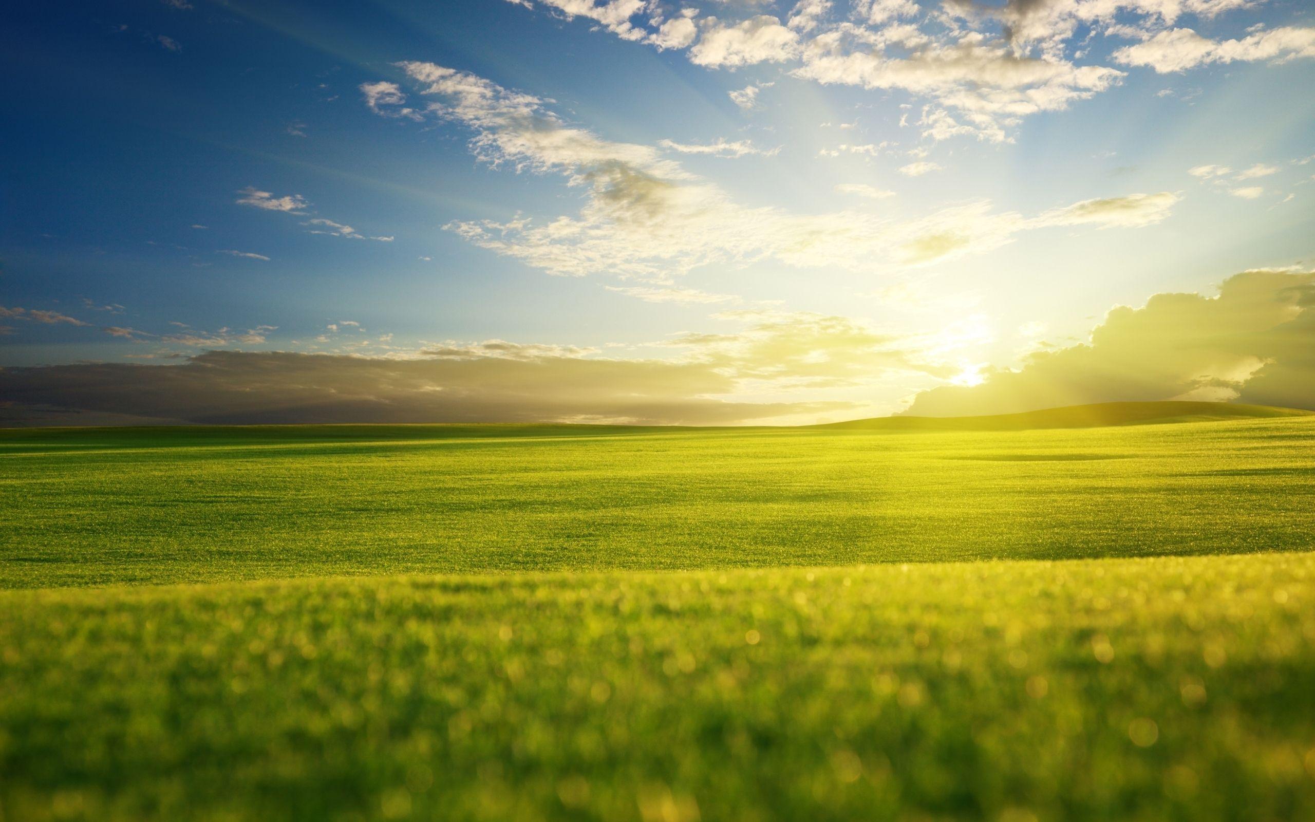 2560x1600 Grass Field Sunrise Wallpaper