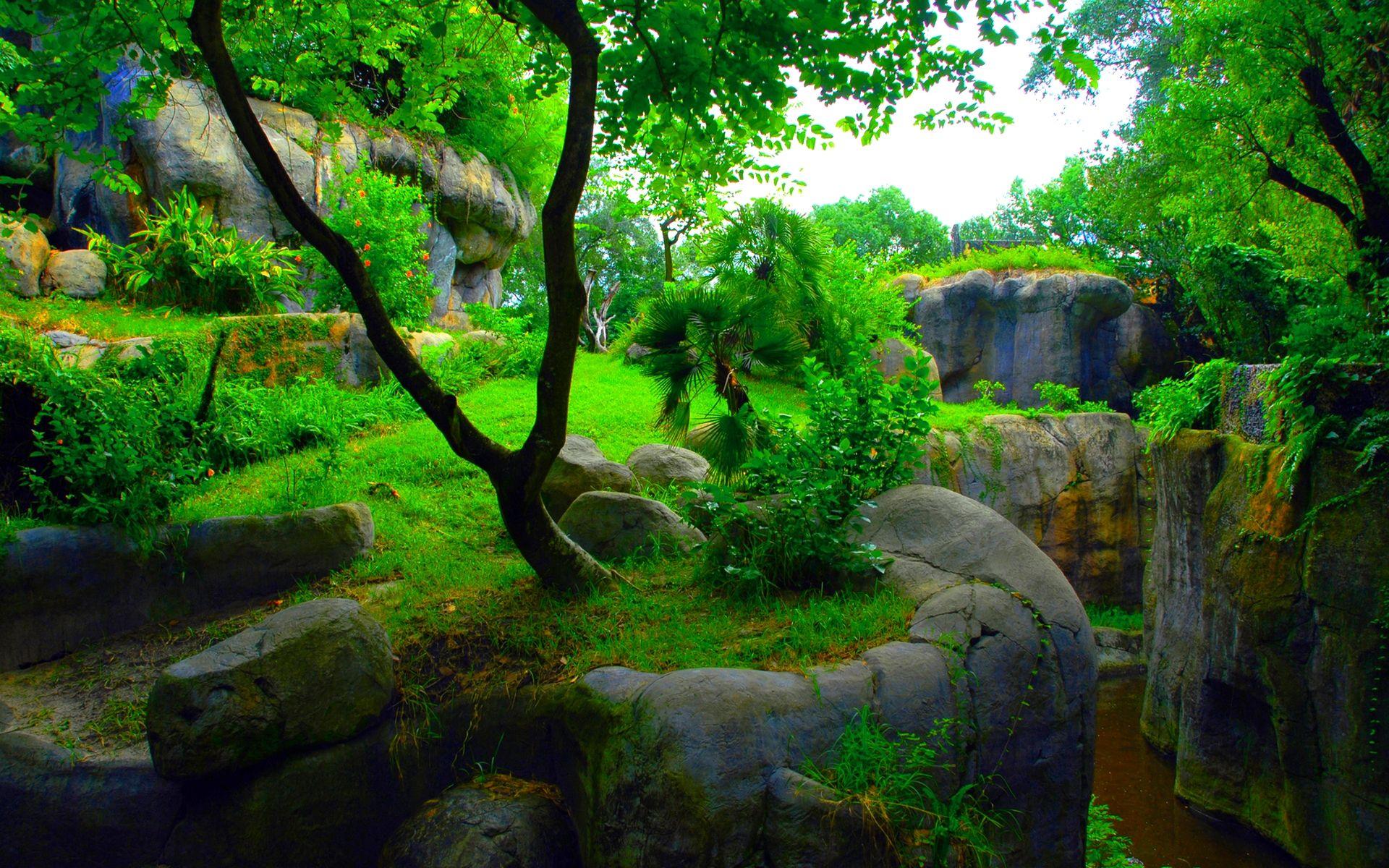 1920x1200 Jungle Picture High Quality Wallpaper