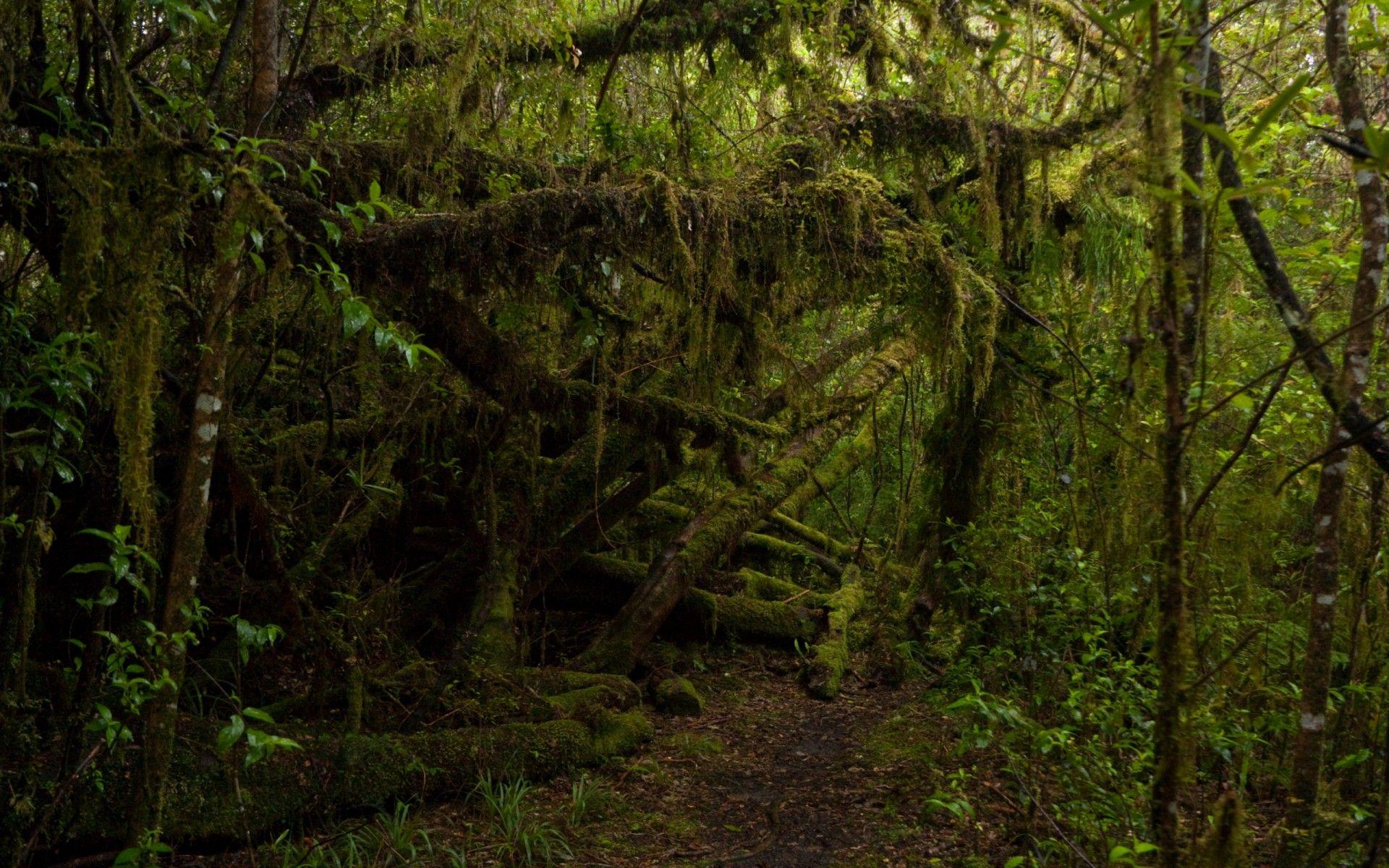 1920x1200 jungle wallpaper A1 Desktop Wallpaperk HD