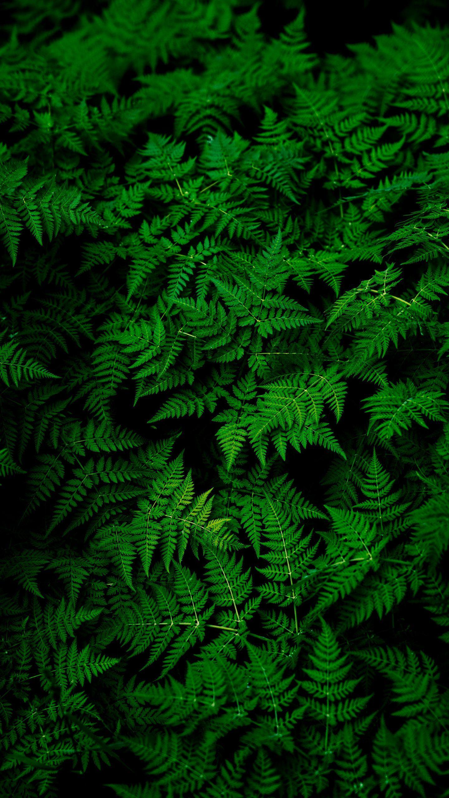 1440x2560 Download wallpaper 1440x2560 leaves, plant, green qhd samsung galaxy s s edge, note, lg g4 HD background