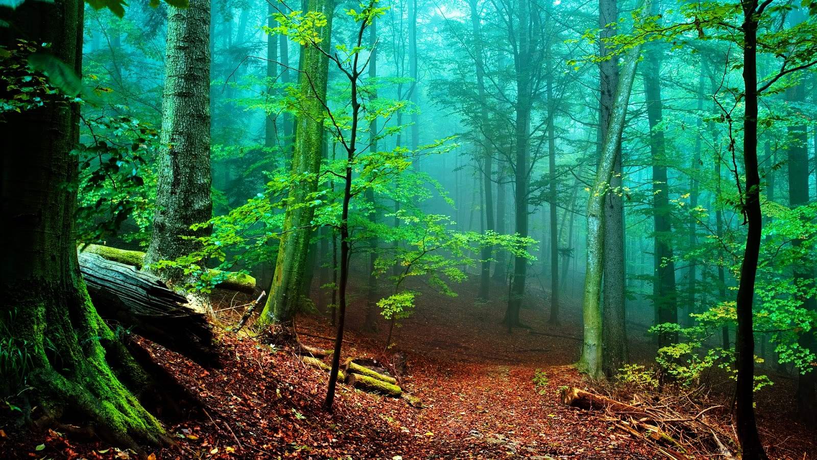 1600x900 HD Wallpaper for your desktop
