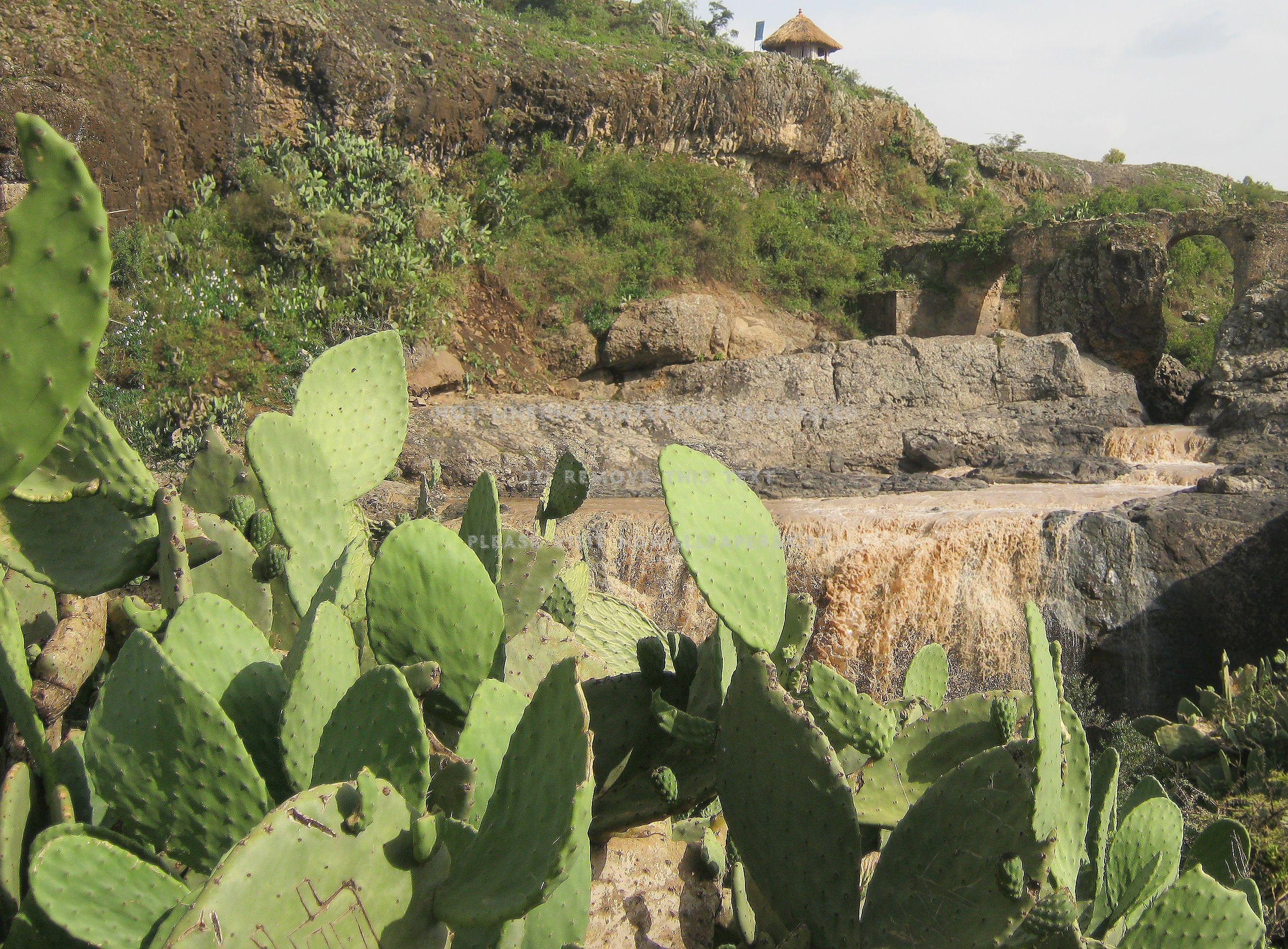 2744x2024 ethiopian cactus mountain old nature wild