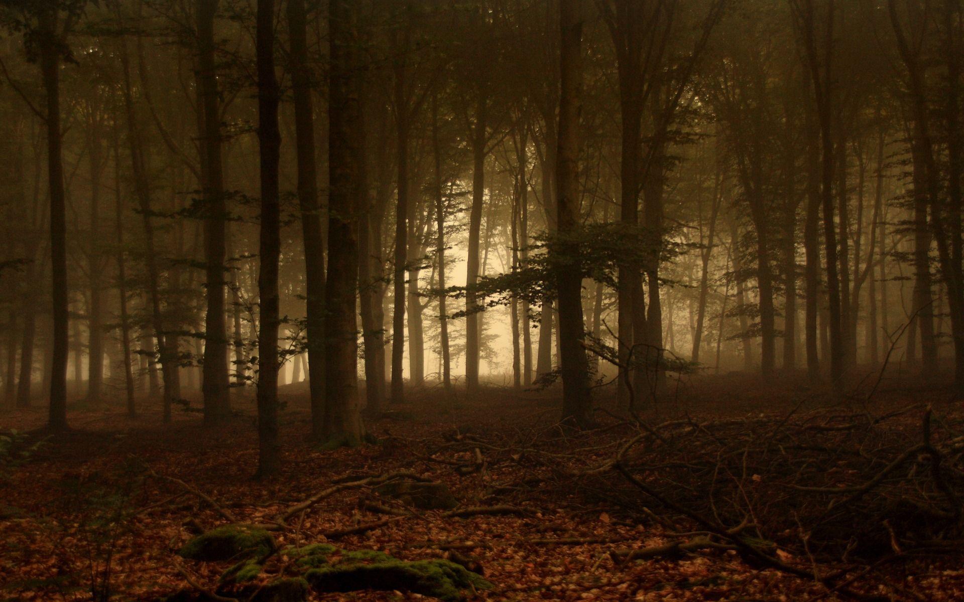 1920x1200 Forest Of Fog Wallpaper Landscape Nature Wallpaper in jpg format for free download