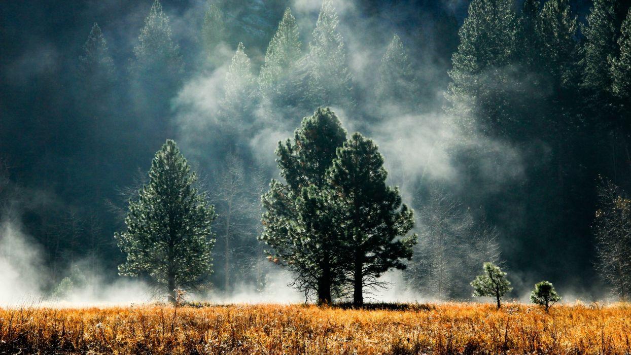 1244x700 Landscapes nature trees fields fog land Foggy wallpaperx1080