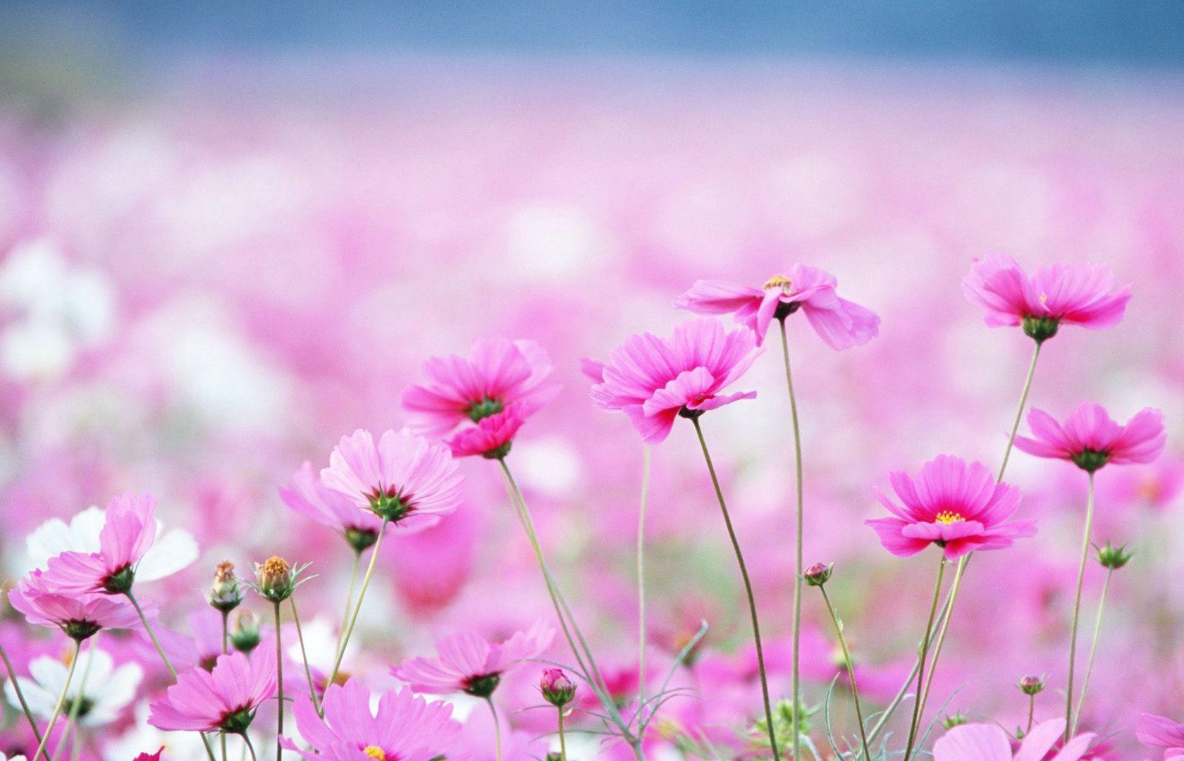 1680x1080 Free Pretty Flower Wallpaper (1680x1080 px, 177.17 Kb)