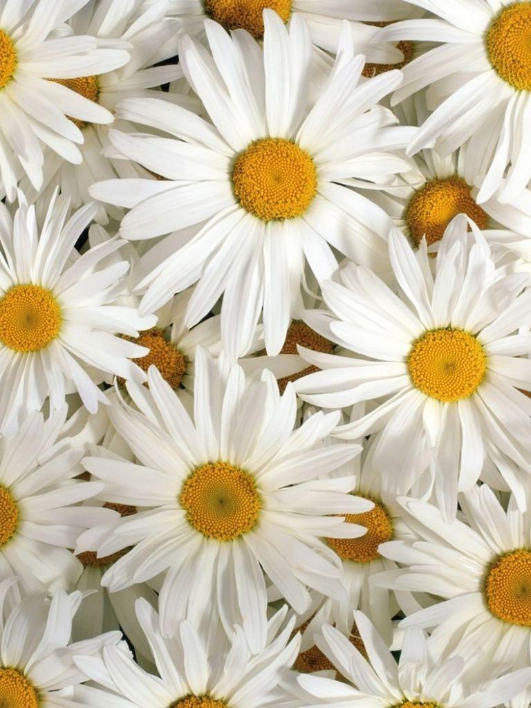 Pretty Flower Wallpapers - Top Free Pretty Flower Backgrounds ...