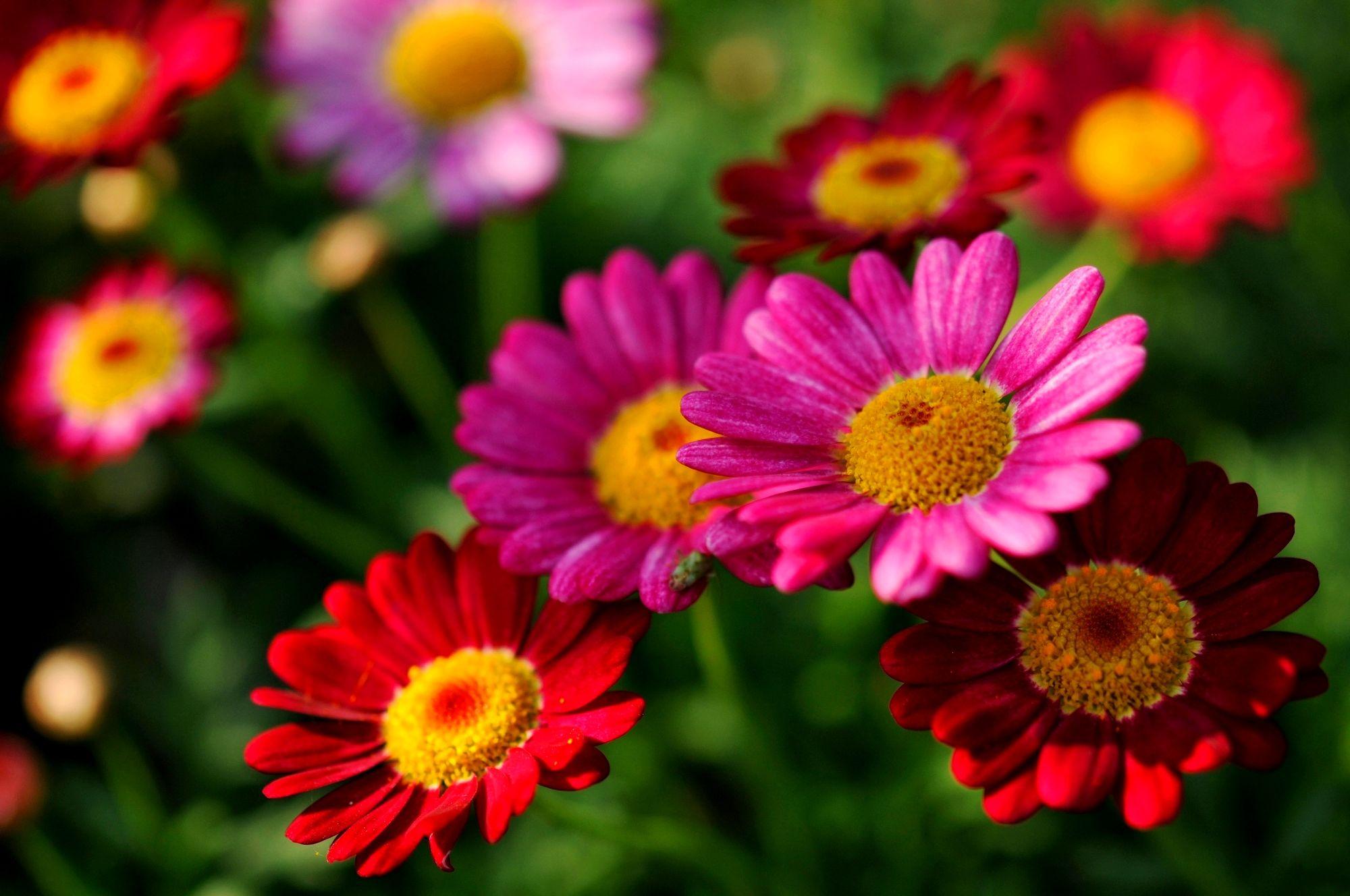 2000x1328 More Beautiful Pretty Flowers Wallpaper