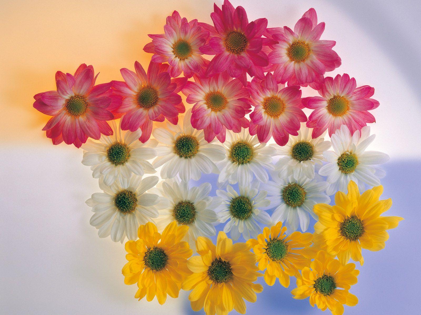 1600x1200 Beautiful Flowers Wallpaper For Desktop HD