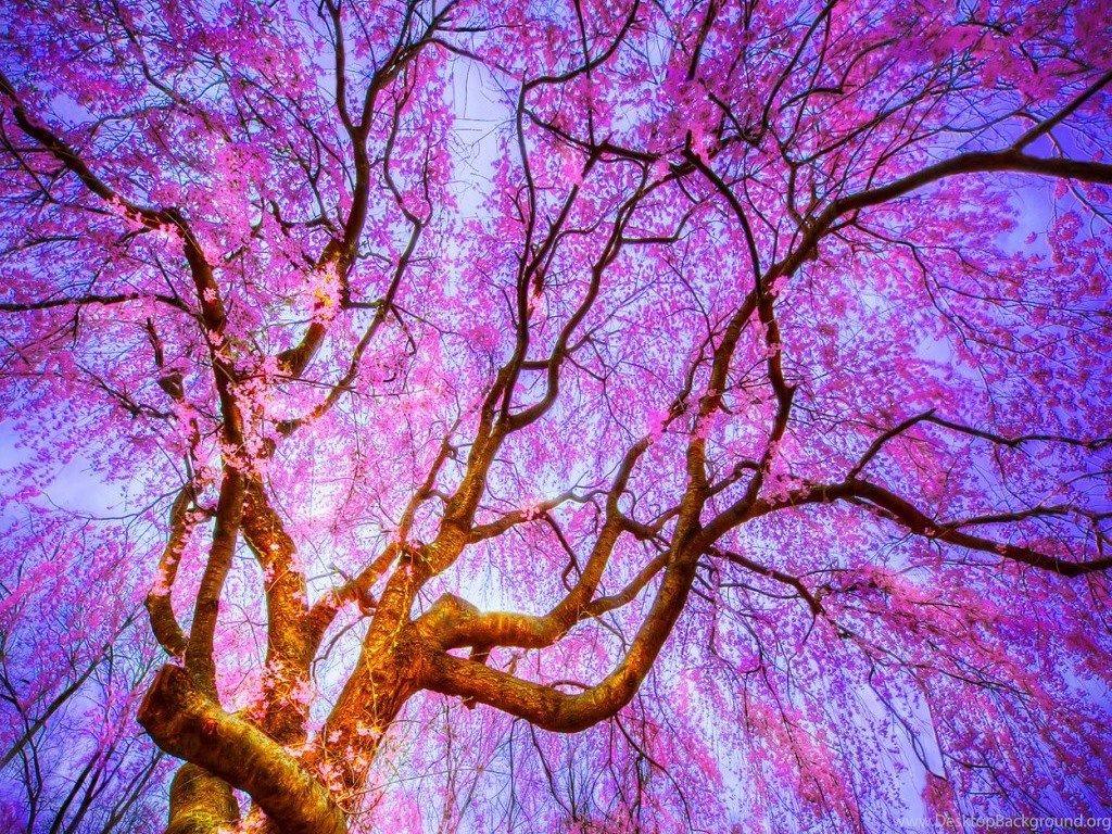 1024x768 Pretty Flower Wallpaper Bing Image Desktop Background
