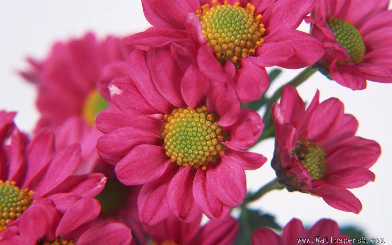 1280x800 Free Pretty Flowers wallpaperx800