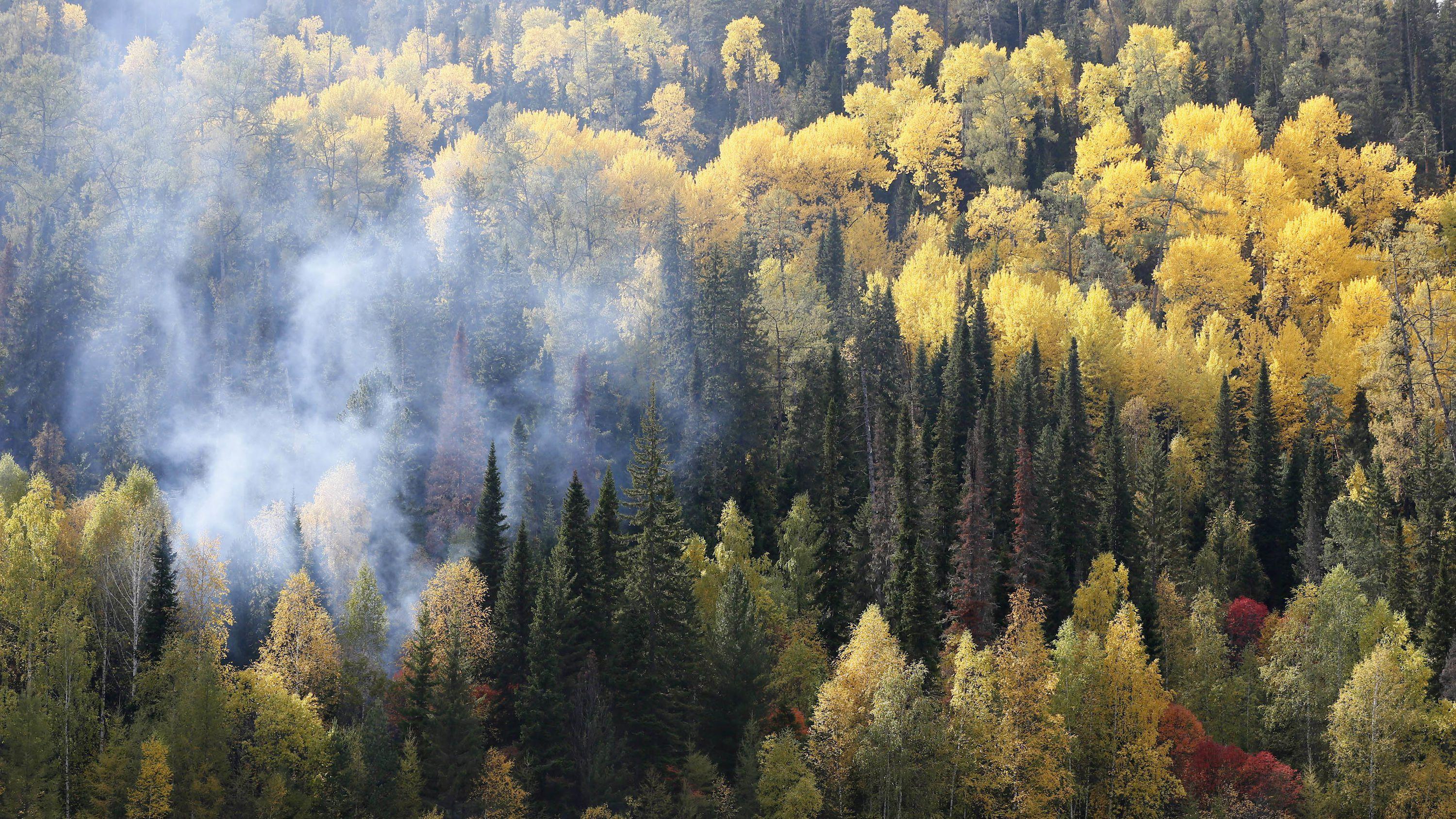 3000x1688 #forest #trees #pine trees #nature #mist #Siberia #landscape #fall # Russia #birds eye view wallpaper. Mocah.org HD Desktop Wallpaper