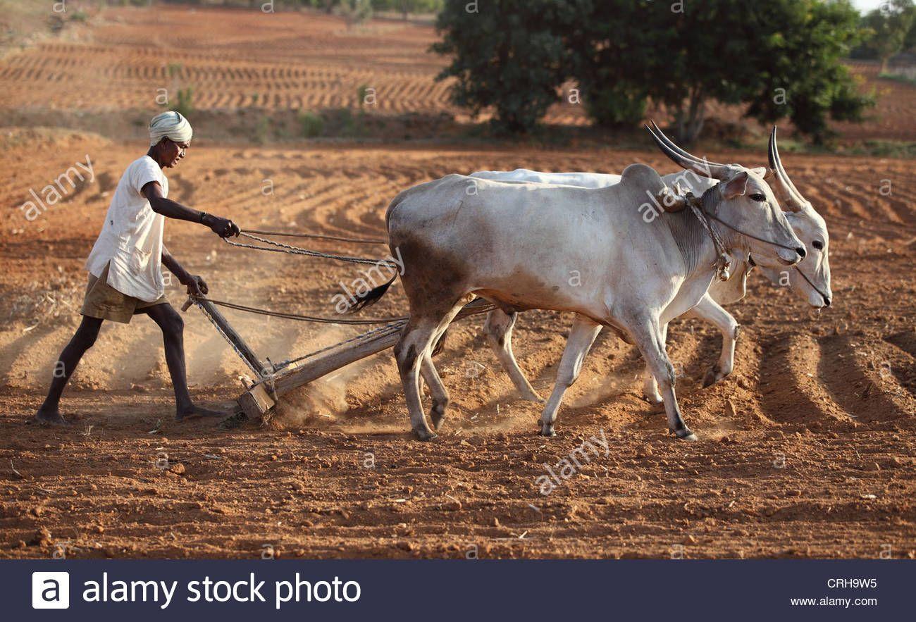 Indian Farmer Wallpapers - Top Free Indian Farmer Backgrounds