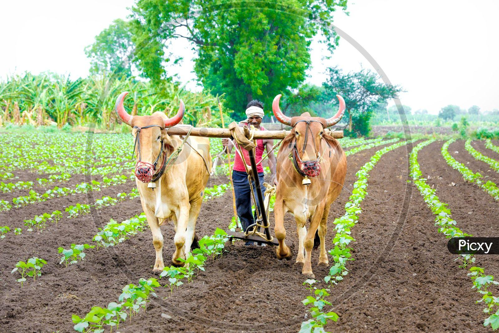 1600x1067 Image Of Indian Farmer Ploughing An Agricultural Field With Bullocks FB981085 Picxy