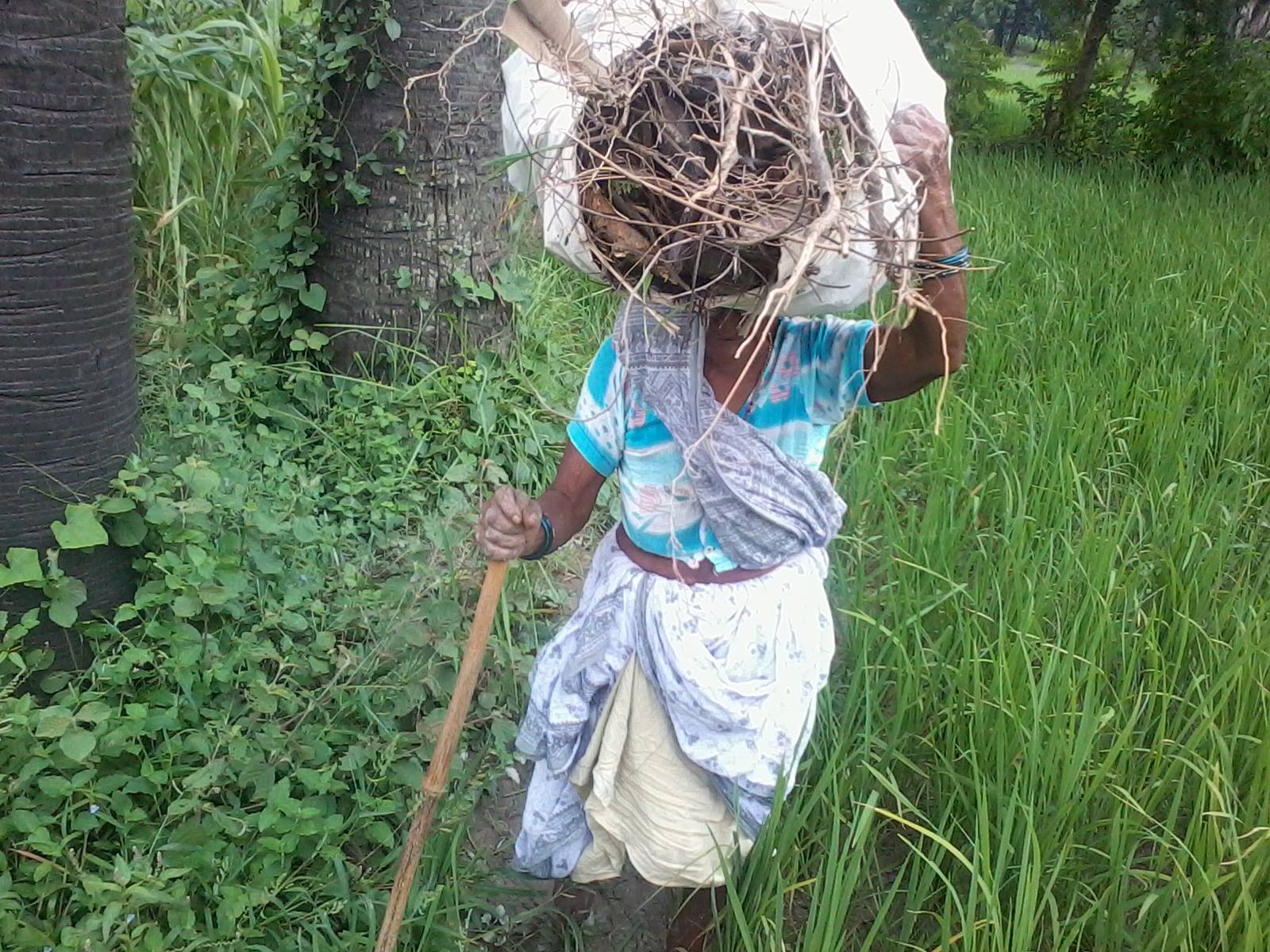 1600x1200 Indian Old Lady Farmer, Farmer, Indian, Lady, Old, Old Lady Farmer