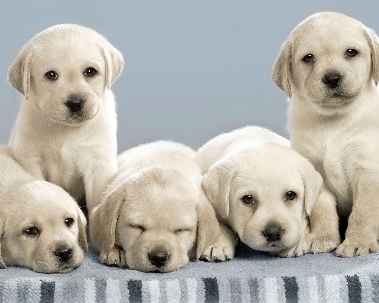 1280x1024 Cute Dog Wallpaper About Doggies 1280x1024