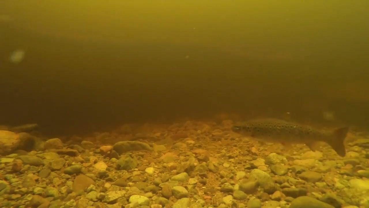 1280x720 Possible sighting of Loch Ness monster may back up scientists' theory