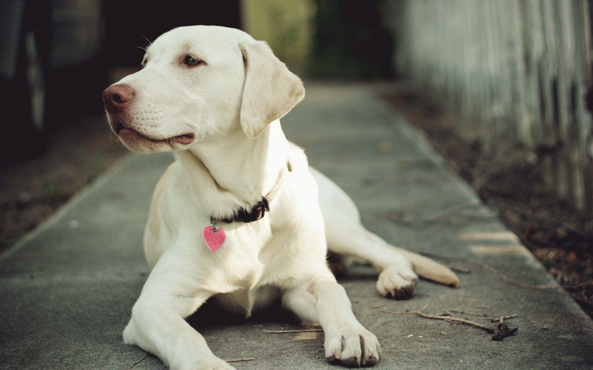 1920x1200 doggies wallpaper Desktop Wallpaperk HD
