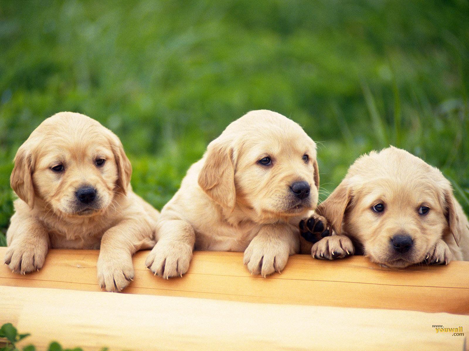 1600x1200 Doggies Wallpaper