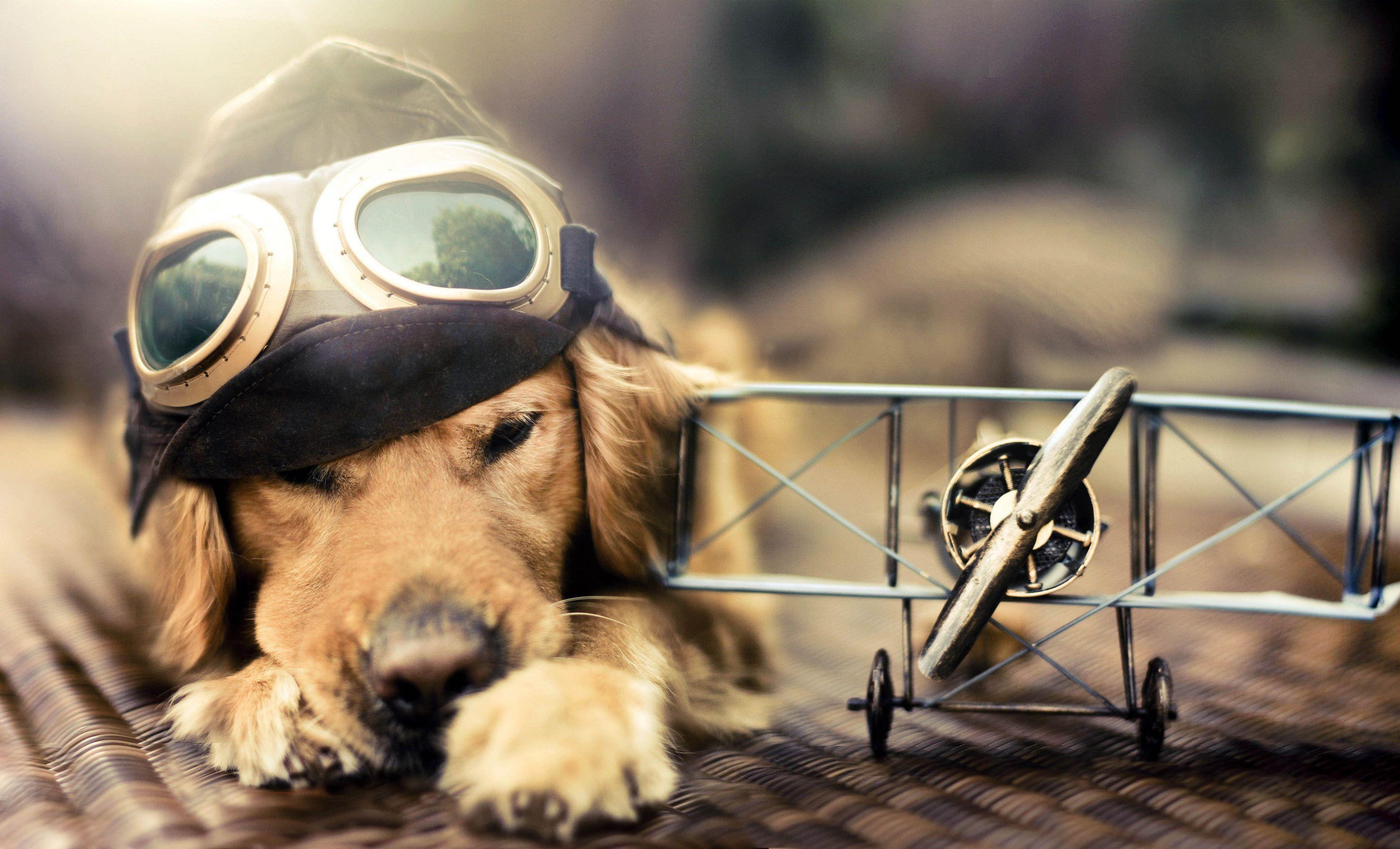 3138x1902 Free download Cute Dog Wallpaper About Doggies [3138x1902] for your Desktop, Mobile & Tablet. Explore Dog Wallpaper. Christmas Dog Wallpaper, Cute Dog Wallpaper, Puppy Wallpaper