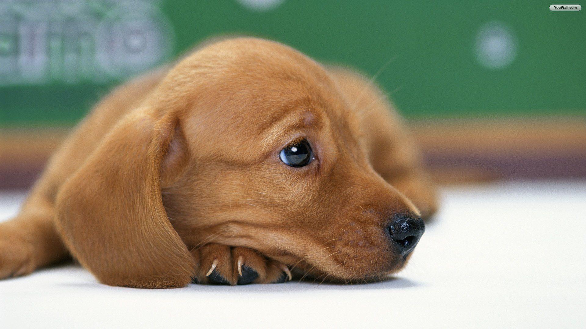 1920x1080 Cute Dog Wallpaper About Doggies 1920x1080