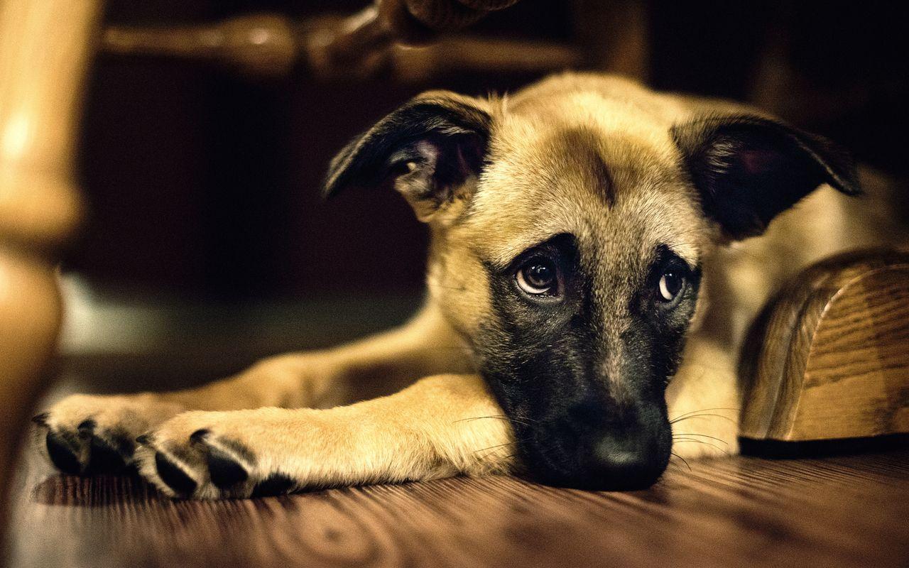 1280x800 Free download Cute Dog Wallpaper About Doggies [1280x800] for your Desktop, Mobile & Tablet. Explore Cute Wallpaper of Dogs. Wallpaper Of Cute Puppies, Free Puppy Wallpaper, Cute Pets Wallpaper