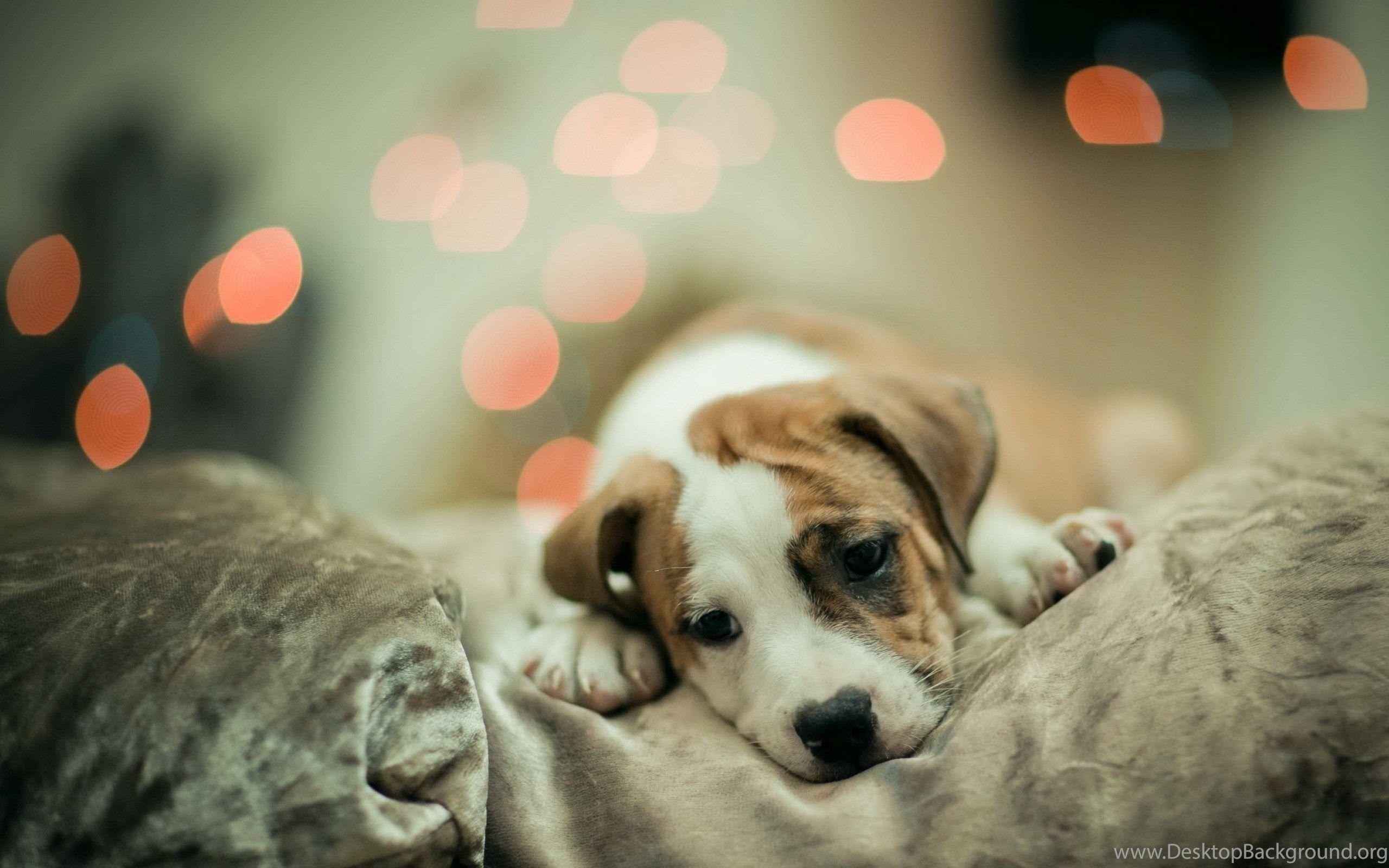 2560x1600 Cute Dog Wallpaper About Doggies Desktop Background