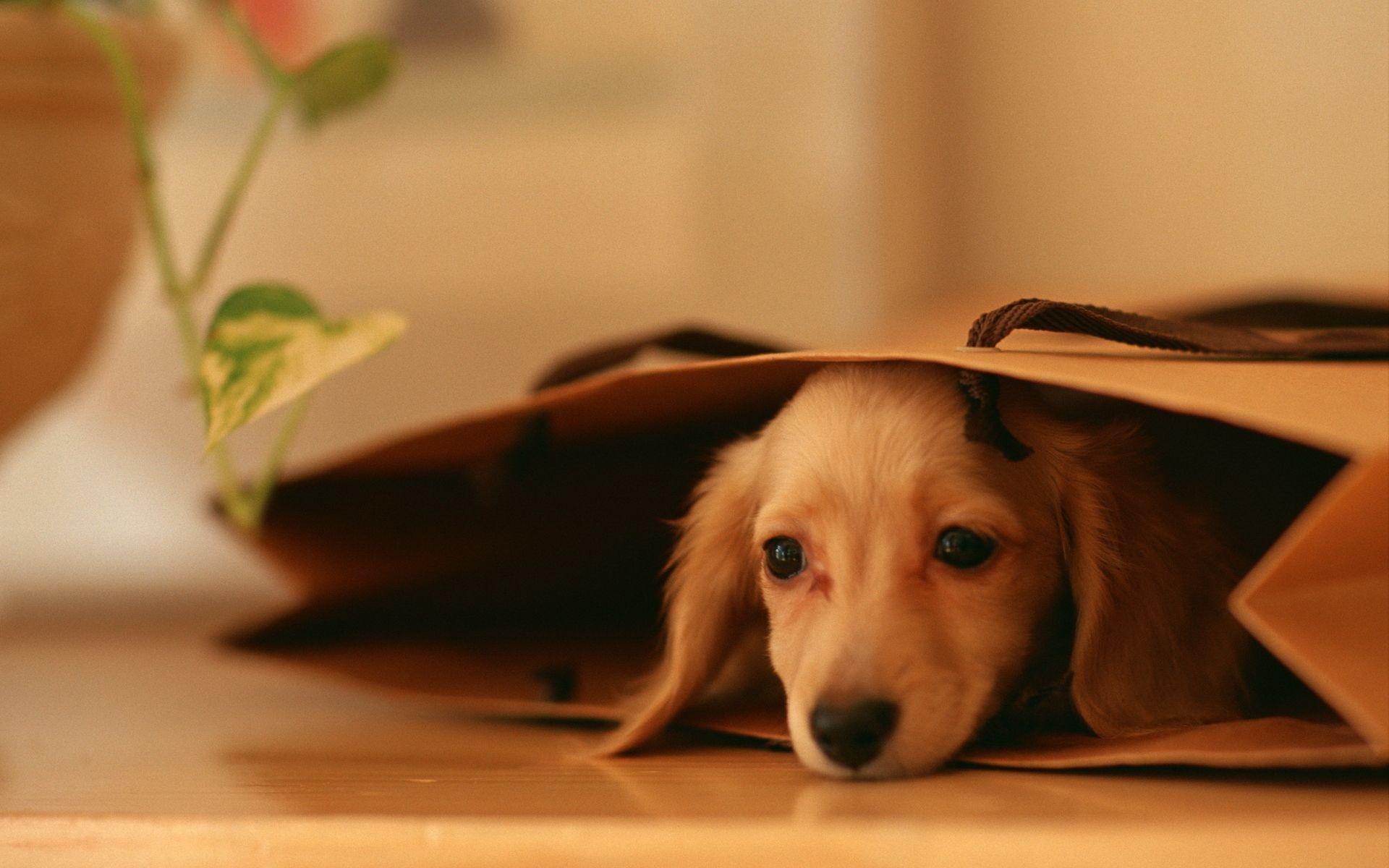1920x1200 Free download Cute Dog Wallpaper About Doggies [1920x1200] for your Desktop, Mobile & Tablet. Explore Dog Wallpaper. Funny Dog Wallpaper, Cute Dog Wallpaper, Puppy Wallpaper