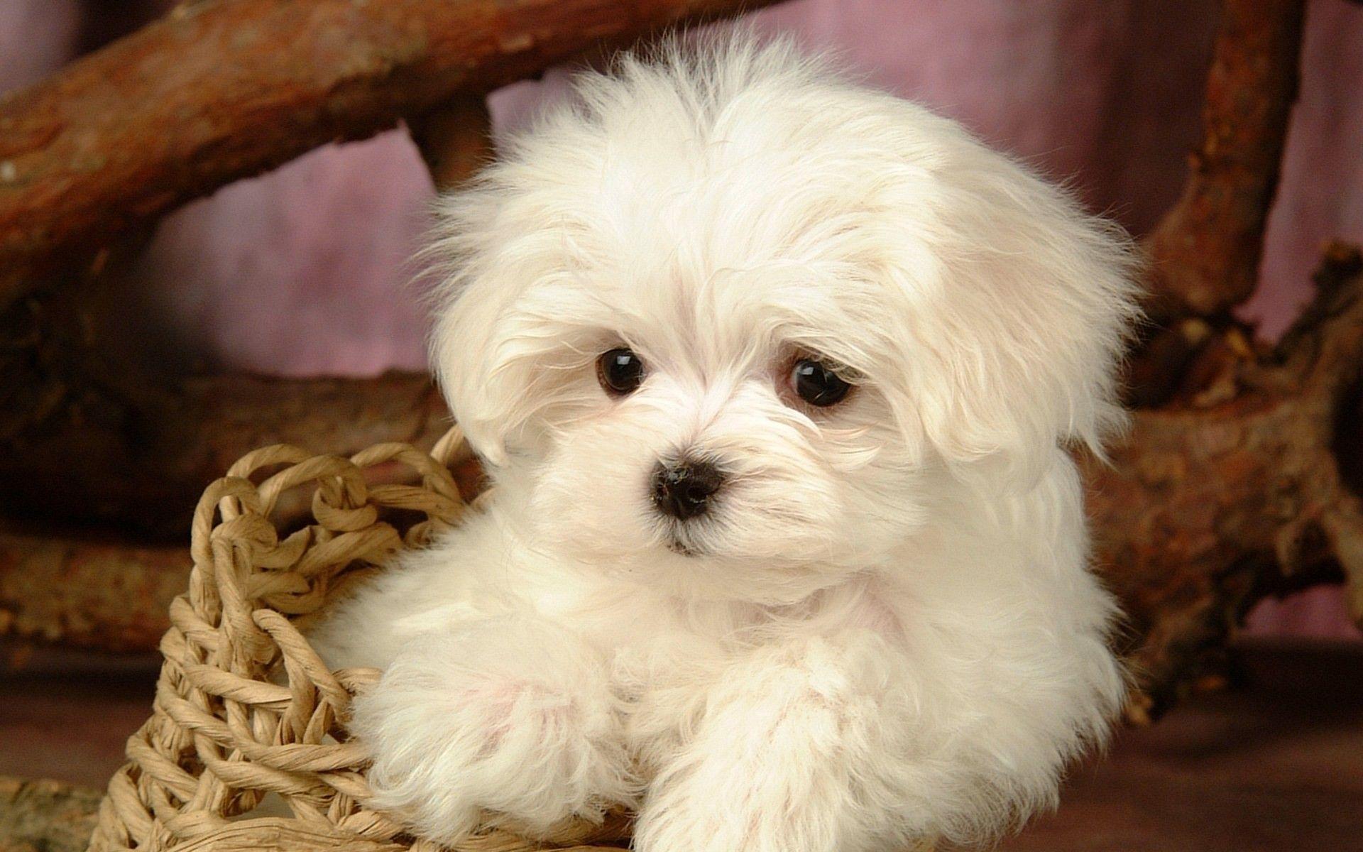 1920x1200 White, doggies, puppies, screen, saver, dog, lovely, plains, animal, baby, wallpaper, puppy