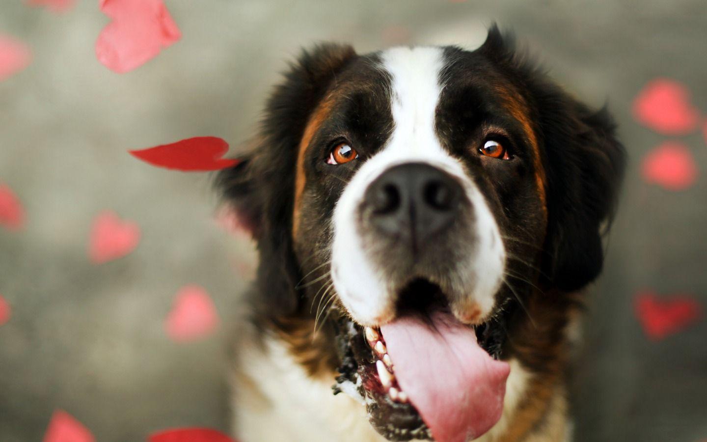 1440x900 Cute Wallpaper Of Dogs