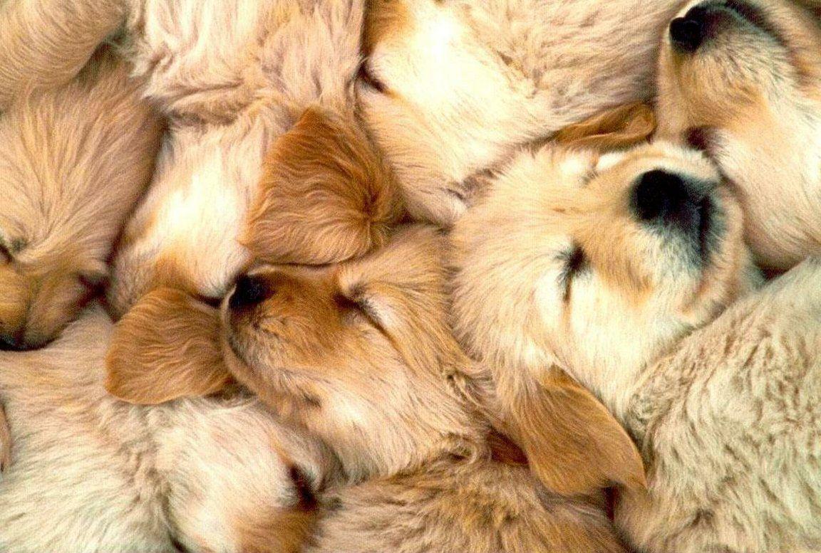 1152x777 Litter Of Sleeping Golden Retriever Puppies