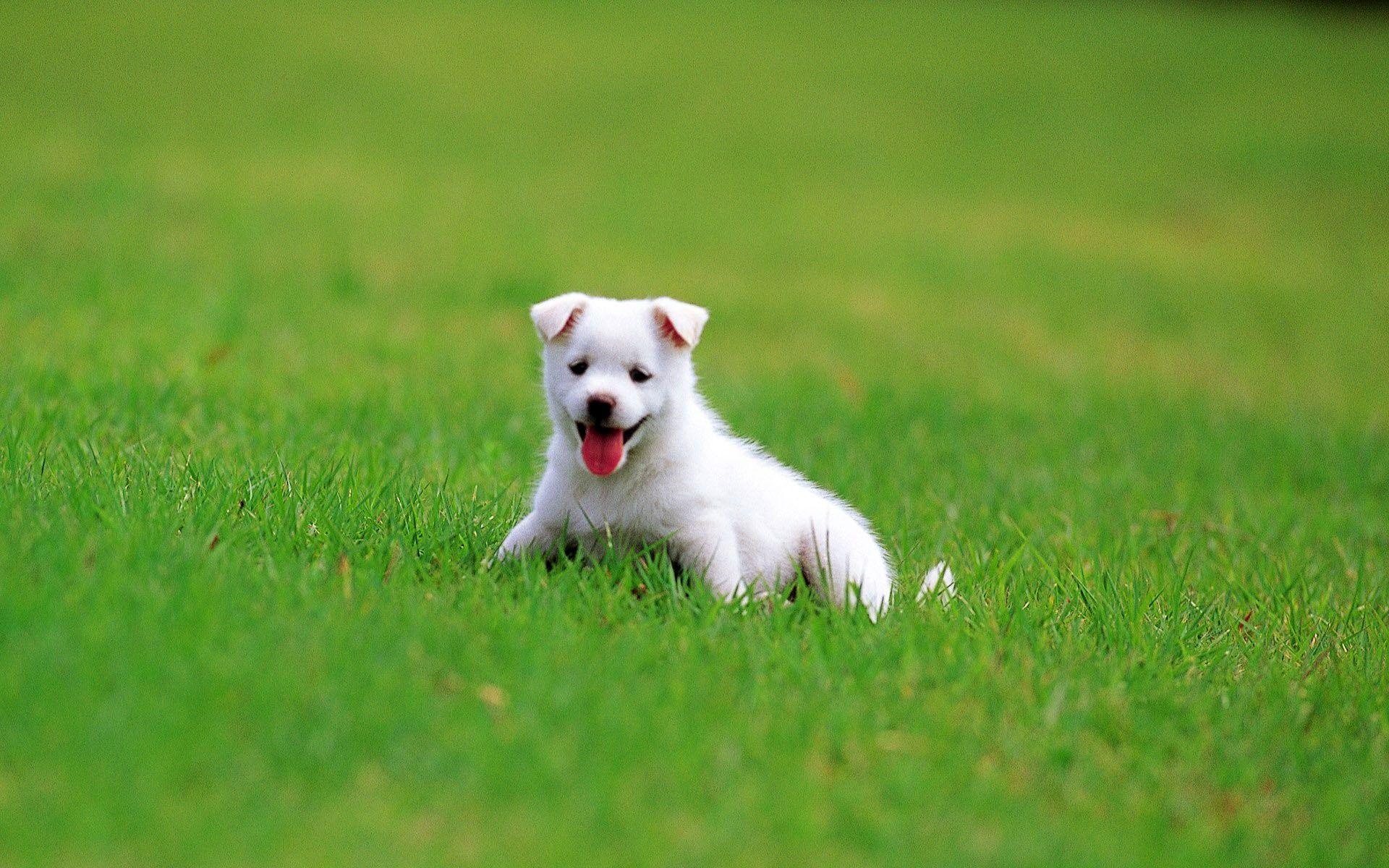 1920x1200 German Shepherd Puppy Wallpaper High Definition High Dog Image HD HD Wallpaper