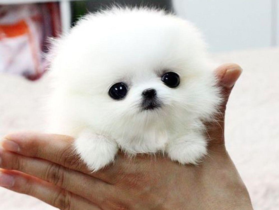 1118x839 Back at Work and Stressed? Cute Baby Animal Photo May Help