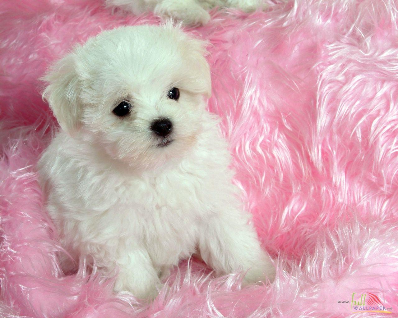 Cute Baby Dog HD Wallpapers Top Free Cute Baby Dog HD Backgrounds
