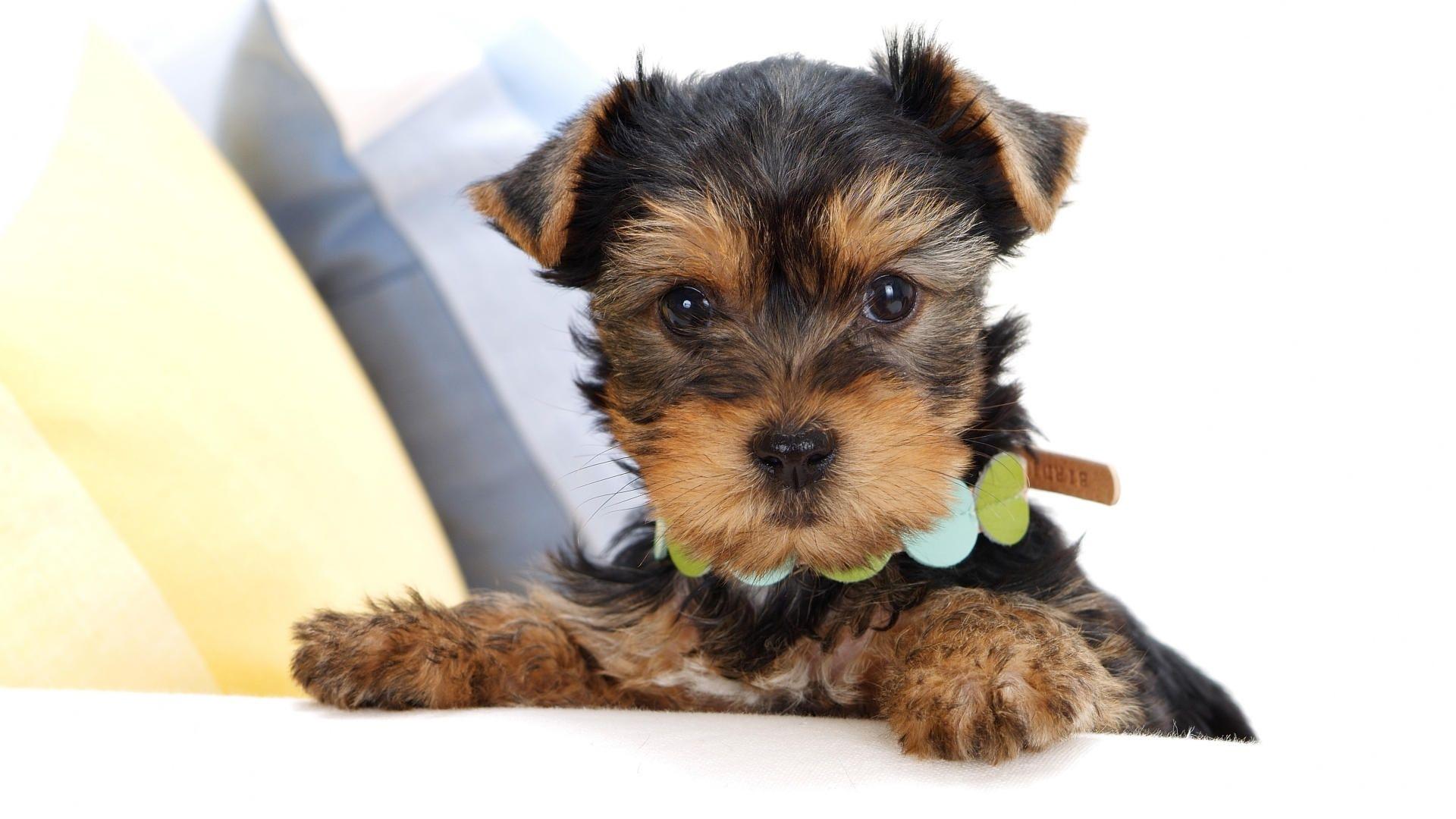 1920x1080 Free HD Dog Wallpaper