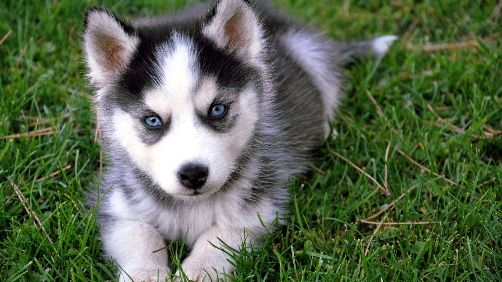 1600x900 Cute Baby Dogs Wallpaper