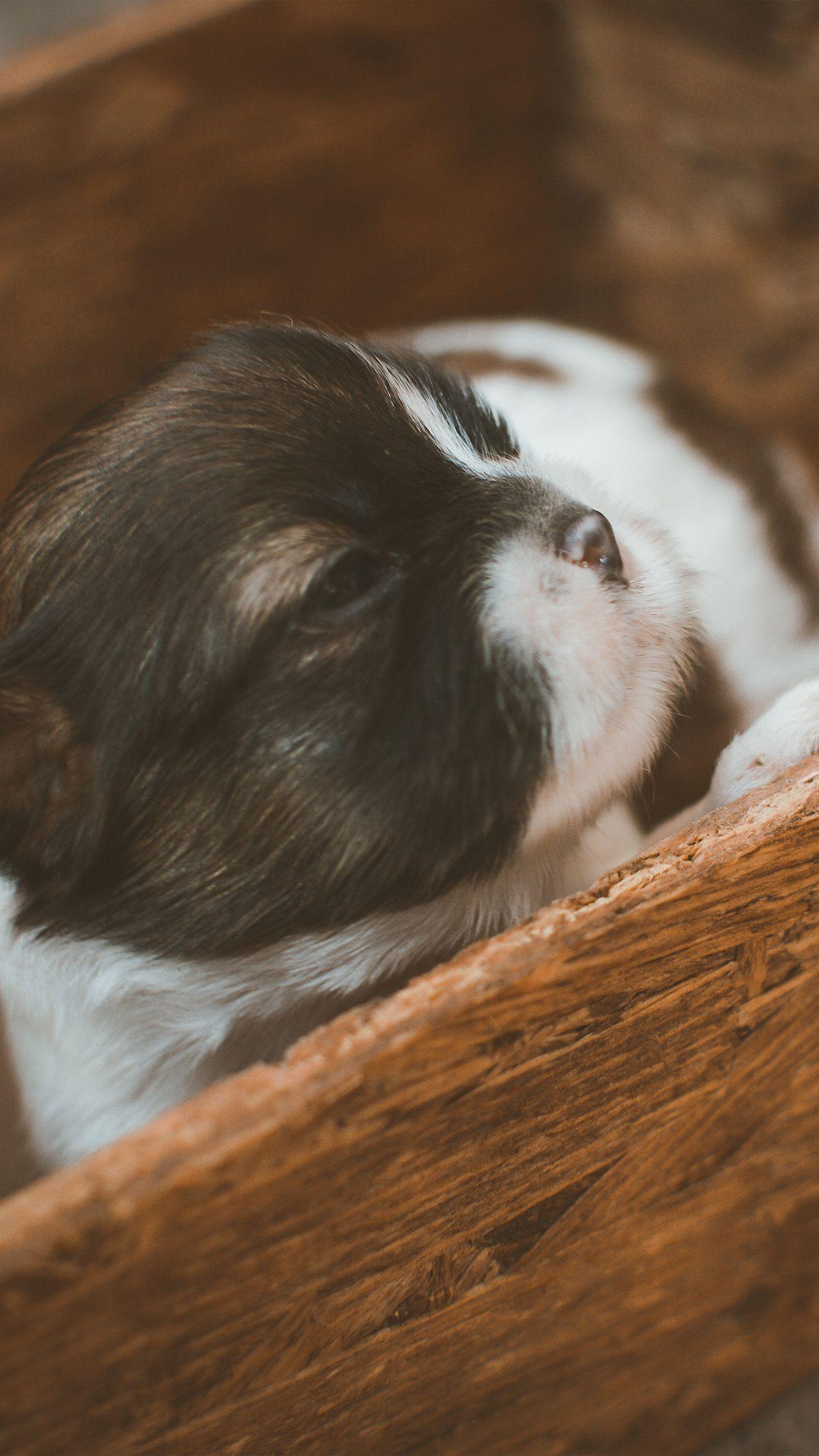 1242x2208 Cute Puppy Dog Animal Baby Android wallpaper HD wallpaper