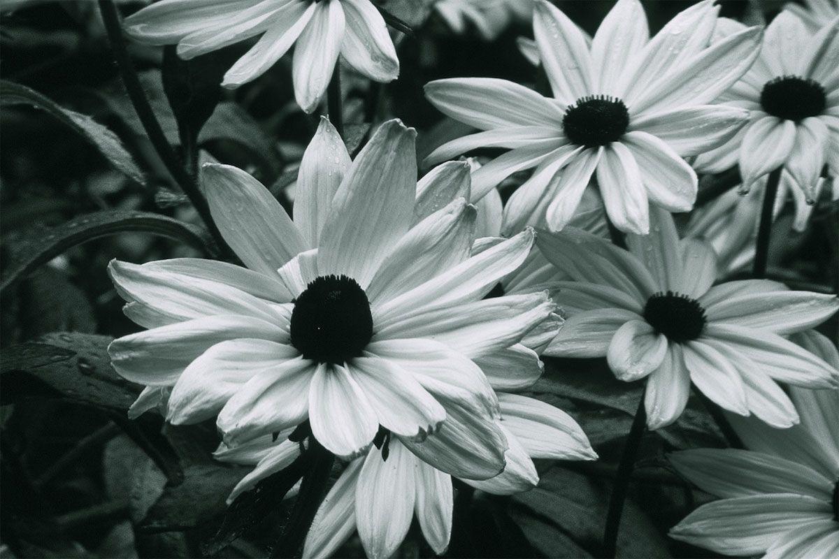 1200x800 Flowers on Black Background Wallpaper