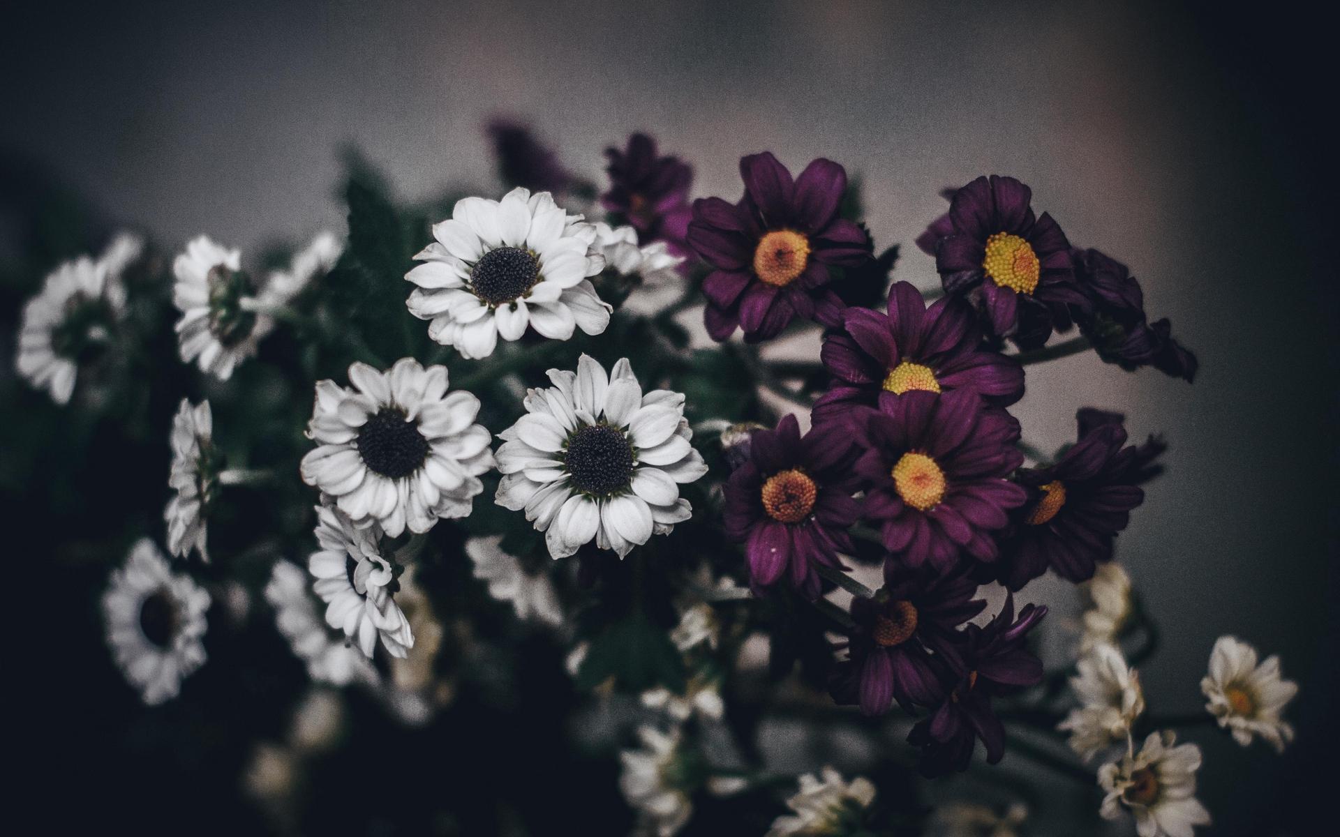 Gray Flower Wallpapers Top Free Gray Flower Backgrounds WallpaperAccess