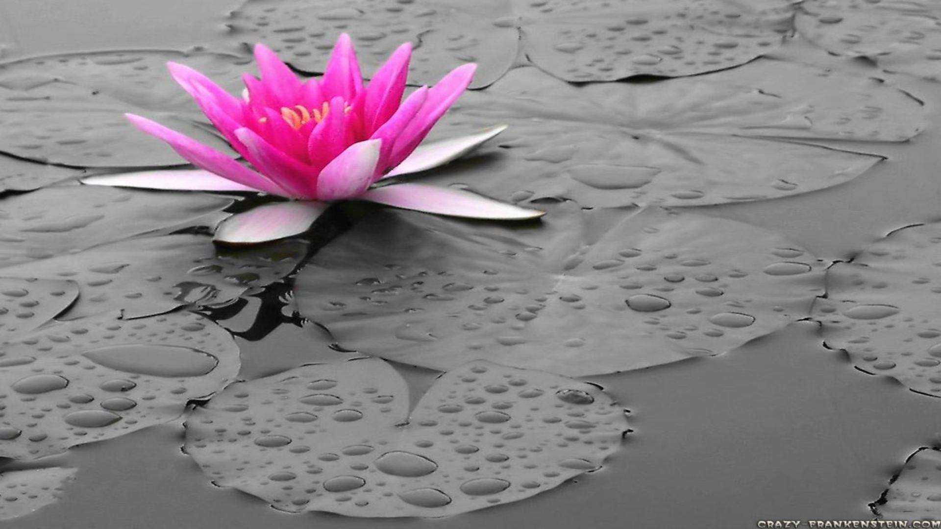 1920x1080 Gray And Pink Wallpaper