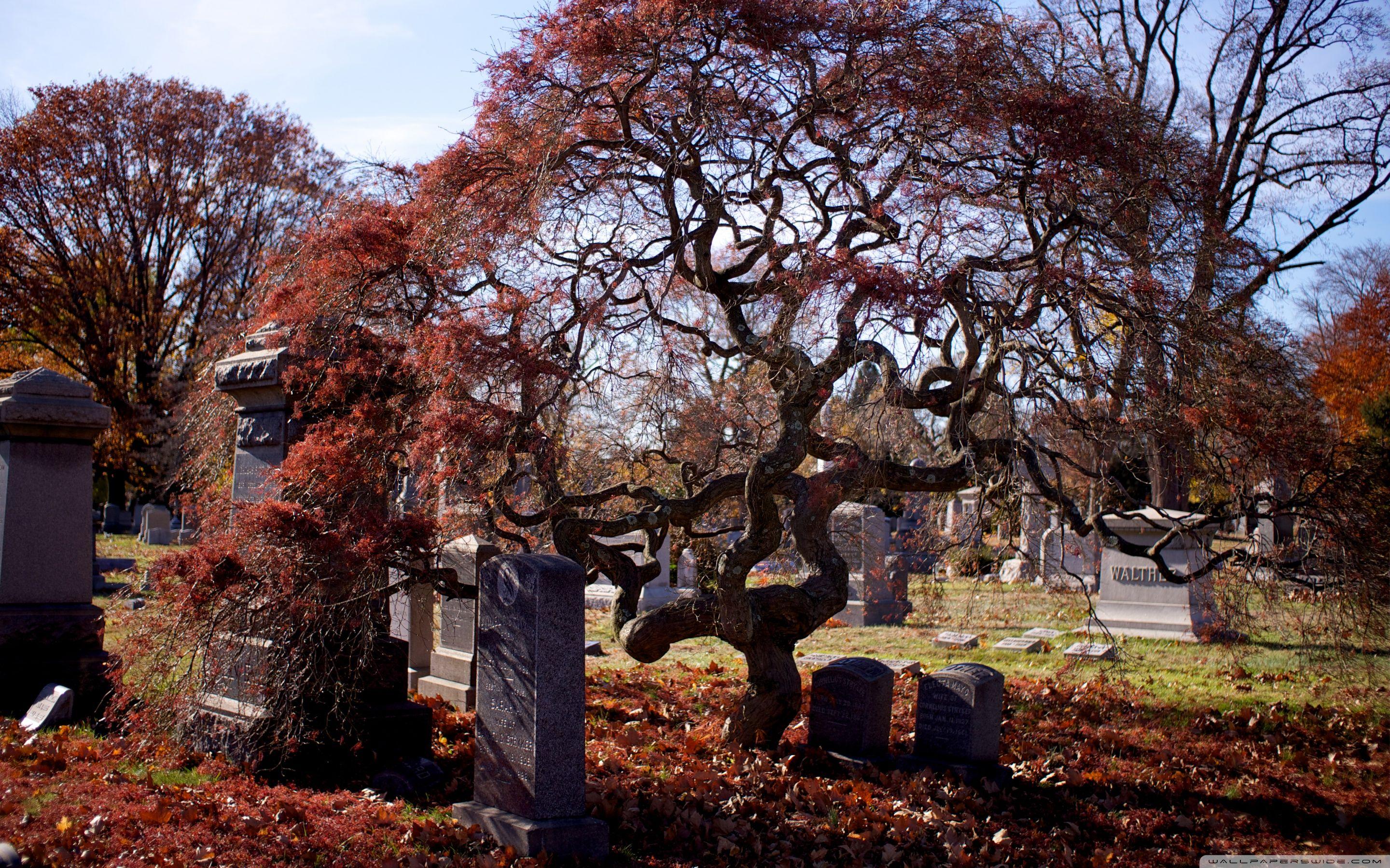 2880x1800 Halloween Cemetery Ultra HD Desktop Background Wallpaper for 4K UHD TV : Widescreen & UltraWide Desktop & Laptop : Tablet