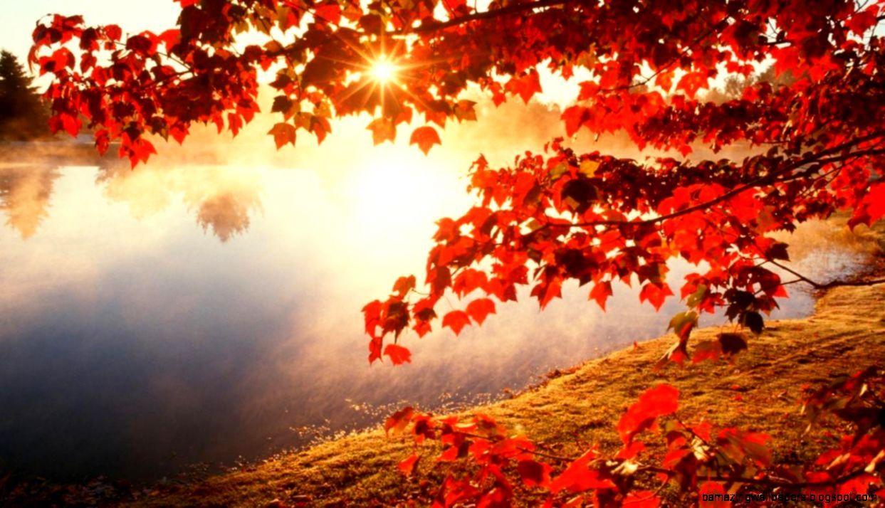 1243x714 Morning Red Maple Leaf Wallpaper1366x768 Imgur Beautiful Picture Of Nature