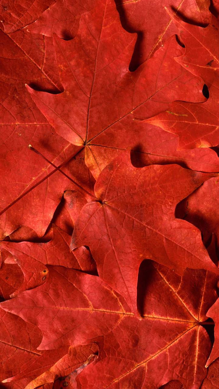 720x1280 red maple leaf wallpaper