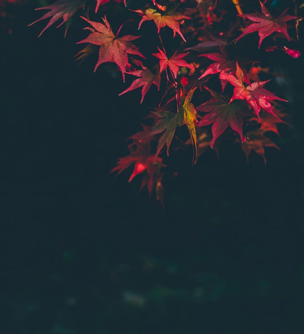 1000x1099 Maple Leaves Picture. Download Free Image