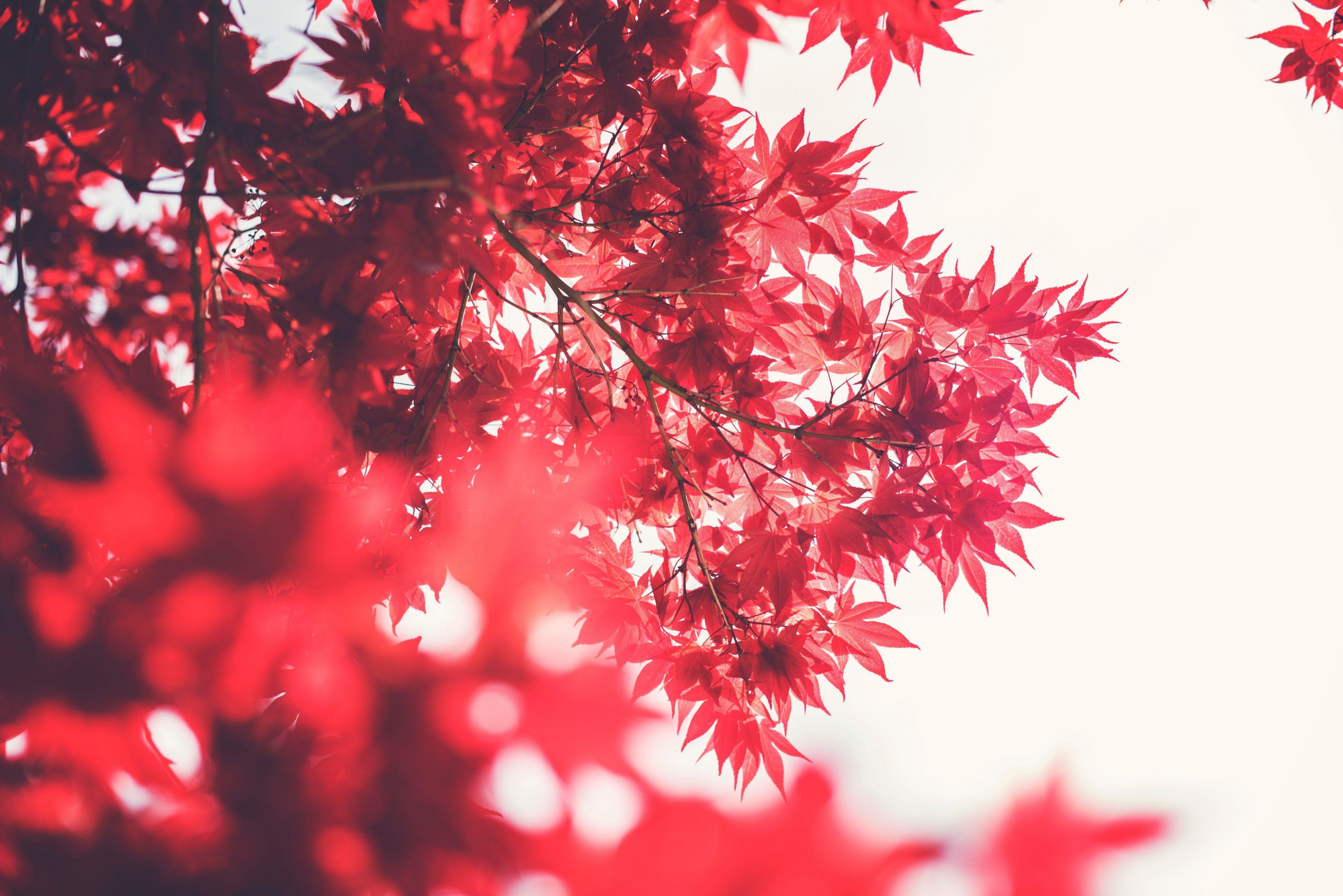 3840x2563 Wallpaper / a low angle shot of red maple trees against a clear white background, minimal red leaves on white 4k wallpaper