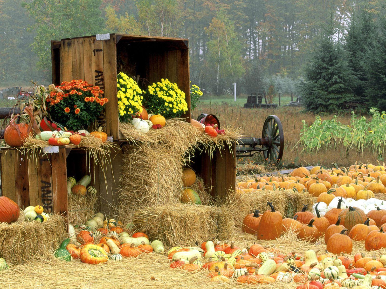 1600x1200 Fall Harvest HD Wallpaper