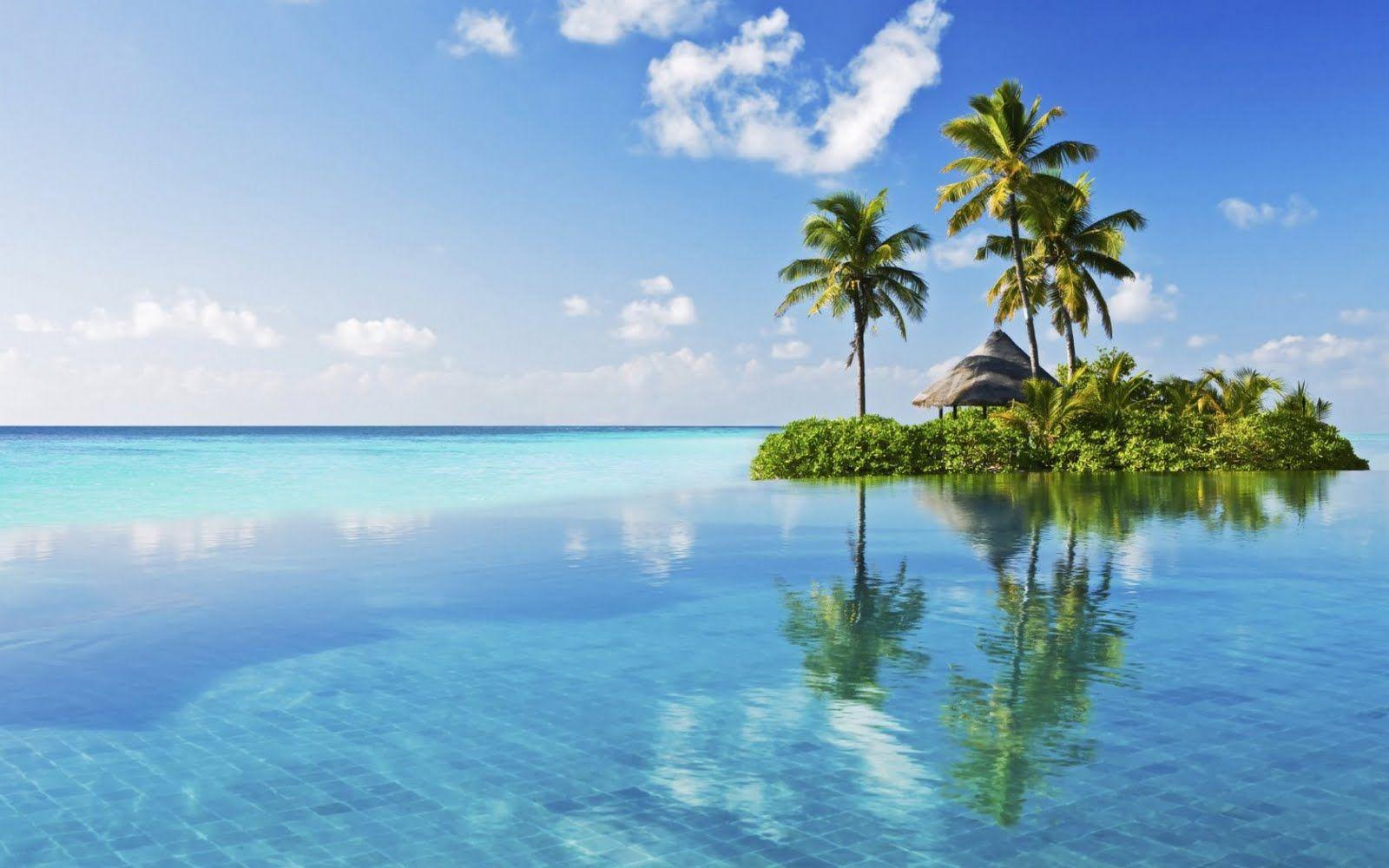 1600x1000 Palm Tree Wallpaper 10034 HD Wallpaper 712 - Trees HD Wallpaper