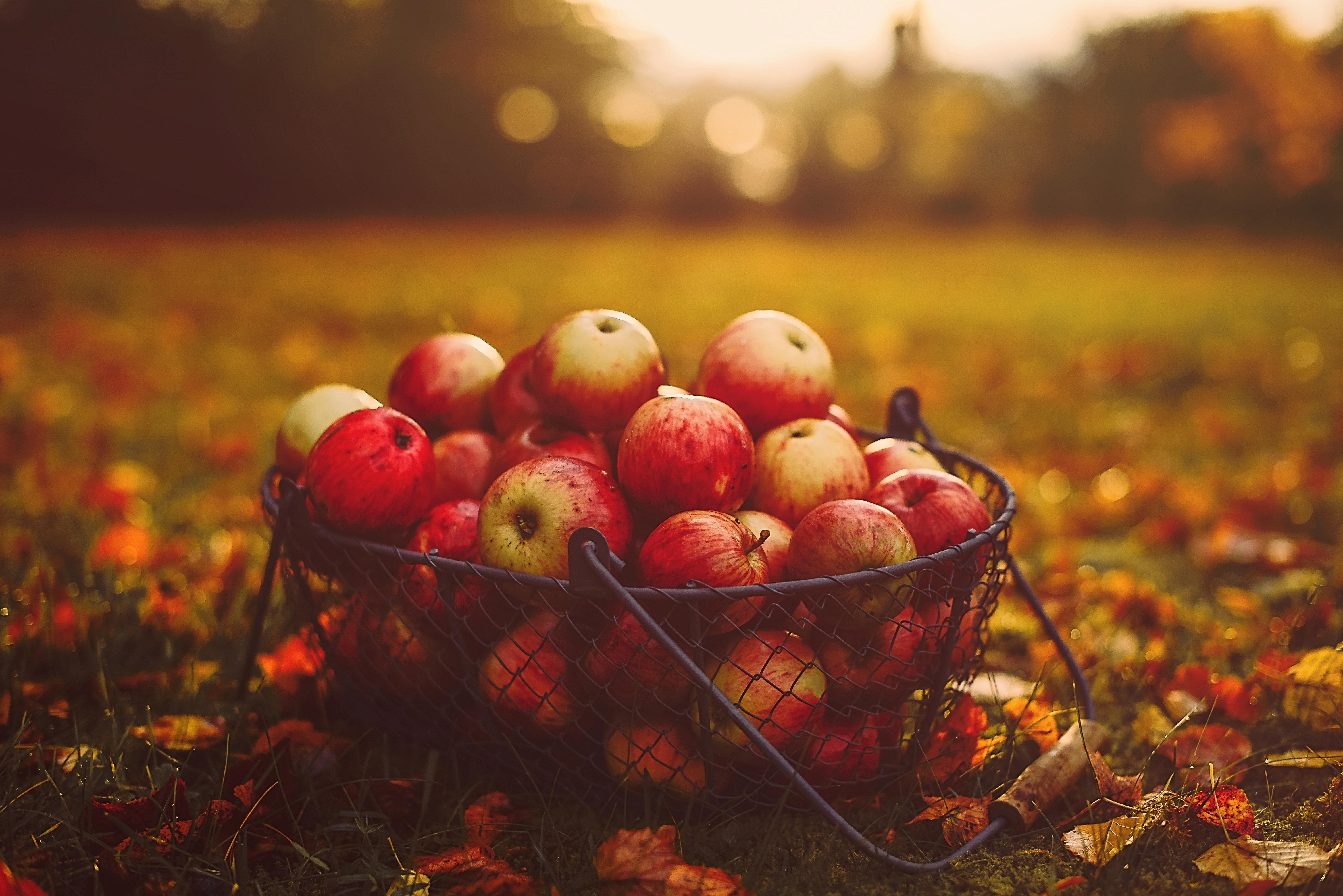 7360x4912 wallpaper apples, basket, autumn, harvest HD : Widescreen : High Definition