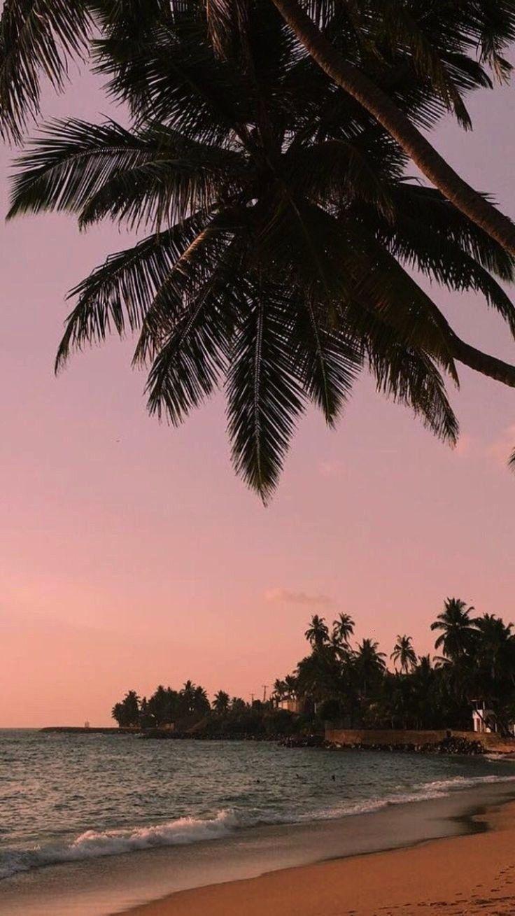 736x1309 alexaharnack2352 #trainingsapps #background #ergebnisse #wallpaper #mädchen #android #wo. Tree wallpaper iphone, Beach wallpaper iphone, Wallpaper iphone summer
