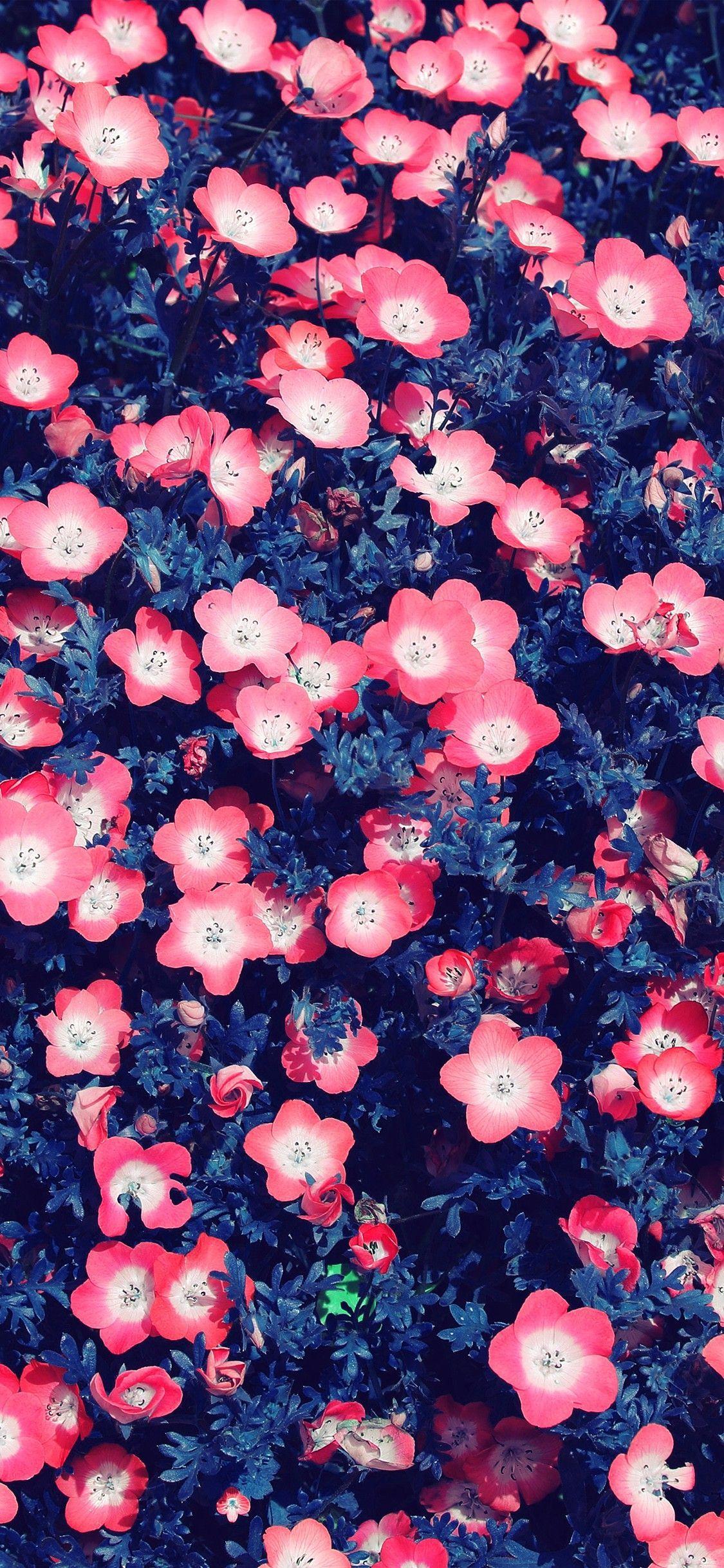 1125x2436 Pink flowers Wallpaper. Pink flowers wallpaper, Flower wallpaper, Pink flowers