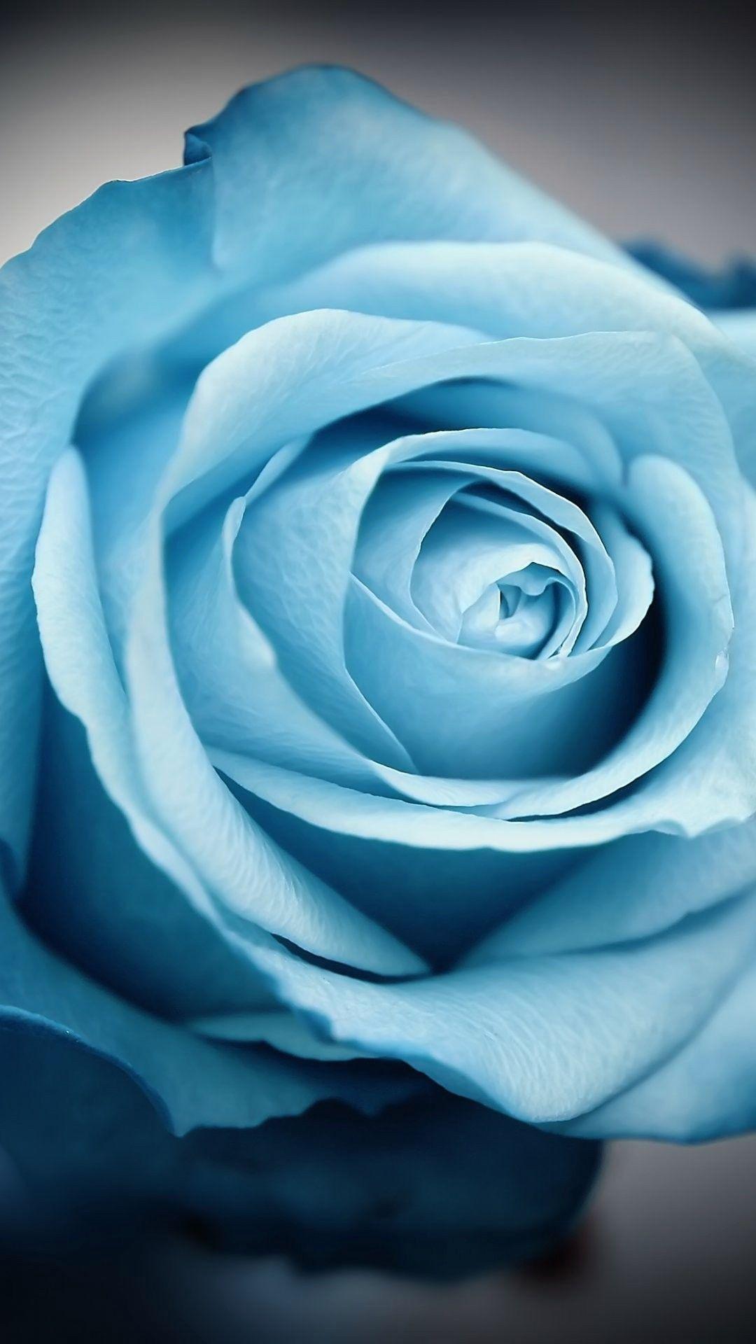 1080x1920 Blue Flowers Wallpaper